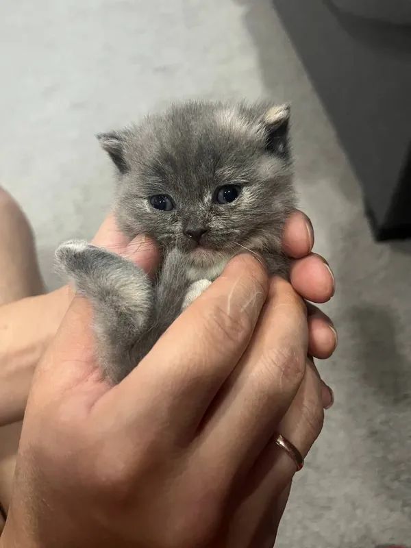 Продаются котята скоттиш страйт — фото 1