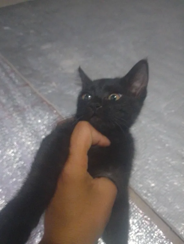 qora mushuk ismi ogabek 2 oylik qop qora 2 qora mushuk ismi ogabek 2 oylik qop qora 2