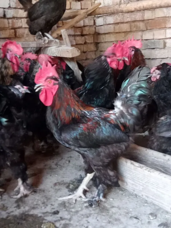 Продаются куры, петухи Андижанской породы, годовалые.ы 1