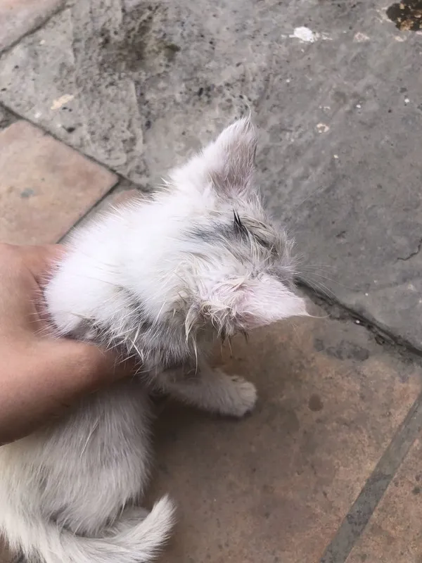 котенки бесплатно — фото 1