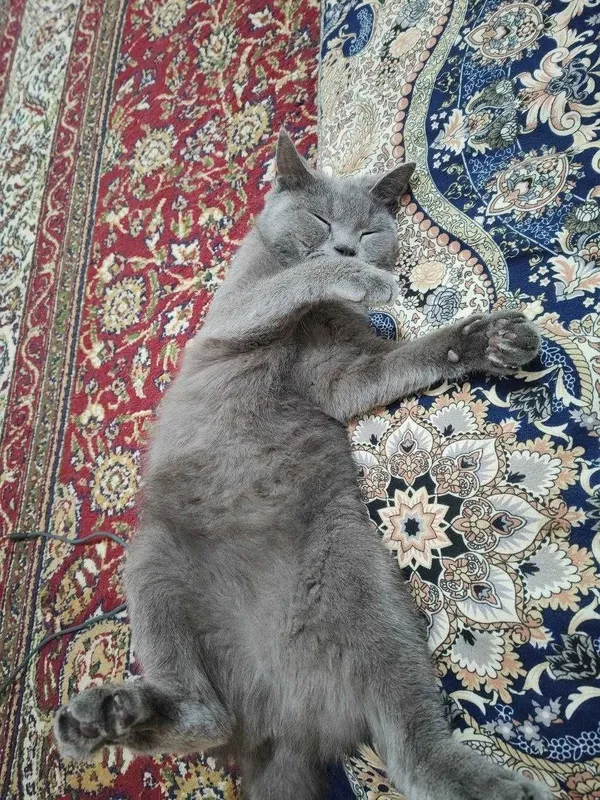 кошка скоттиш-страйта продаётся 3 кошка скоттиш-страйта продаётся 3