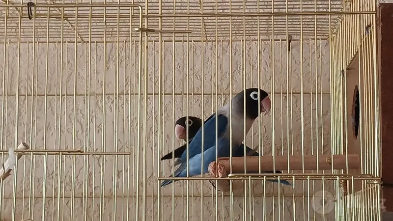Попугай маска 3 Попугай маска 3