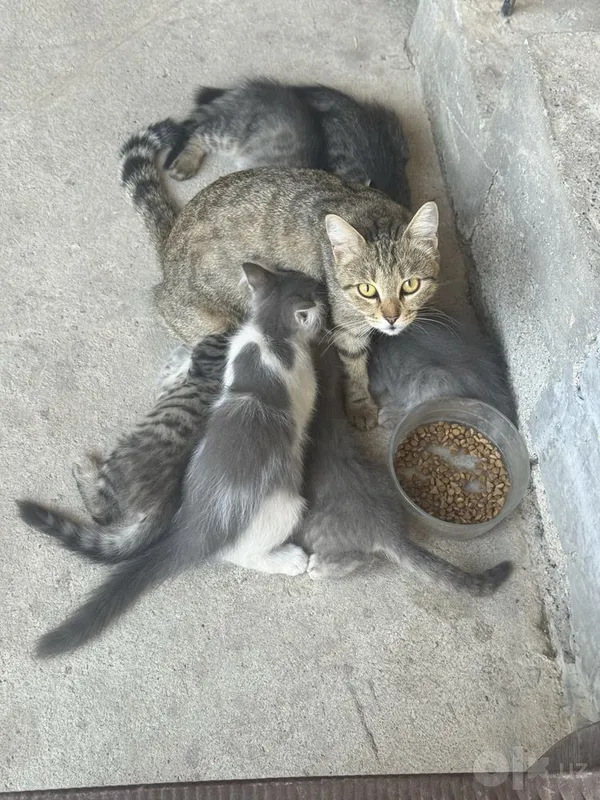 Mushuk 6 ta bolasi bilan 1 Mushuk 6 ta bolasi bilan 1