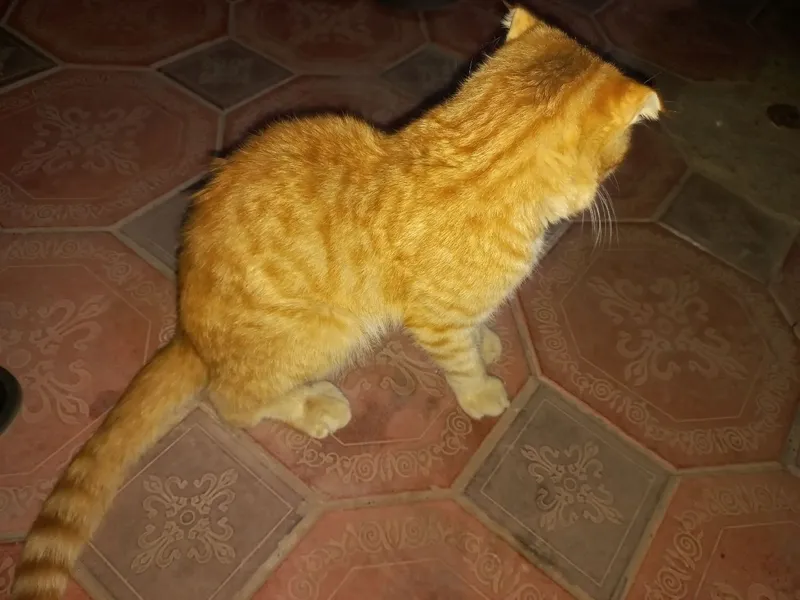 Scottish Fold Shotlandiya sallaquloq mushugi Mushuk) 4 Scottish Fold Shotlandiya sallaquloq mushugi Mushuk) 4