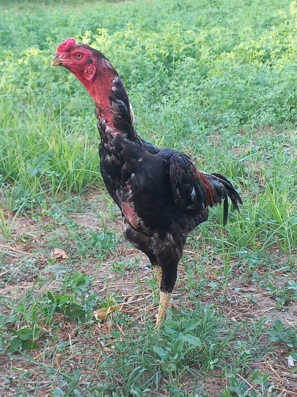 kulangi xoʻroz yosh kulangi xoʻroz yosh