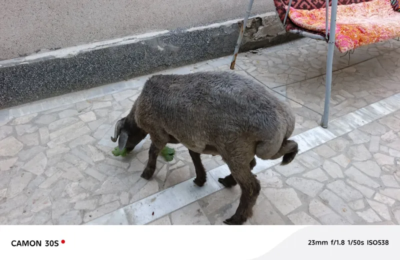 Ширбоз Кучкор, тагал яхши бокилган