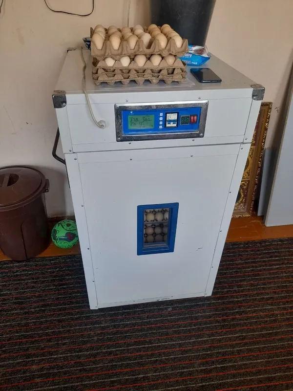 Inkubator EGG BOX 352 talik