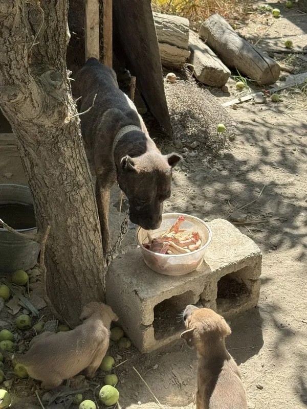 Pitbul bachalari onasi bilan qushilib sotiladi suragan narxlarizda ber 4