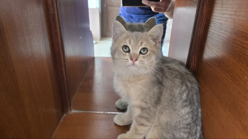 Продается котенок