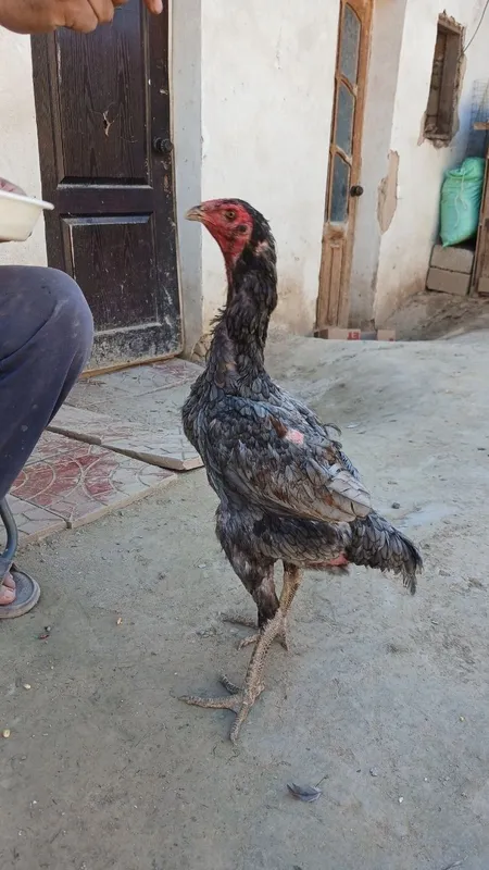 Dakan tovuq sotiladi 2 Dakan tovuq sotiladi 2