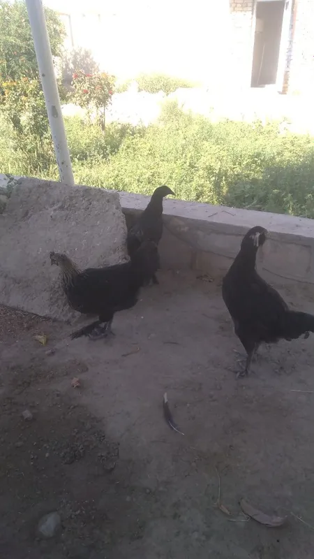 Qora tovuqlar sotiladi 1 Qora tovuqlar sotiladi 1