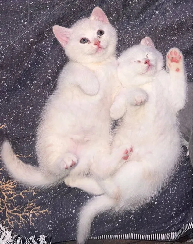 Продаются котята породы Скоттиш Страйт 1,5 месяцев — фото 1
