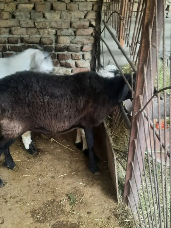 Ona bola qoy sotiladi — фото 1