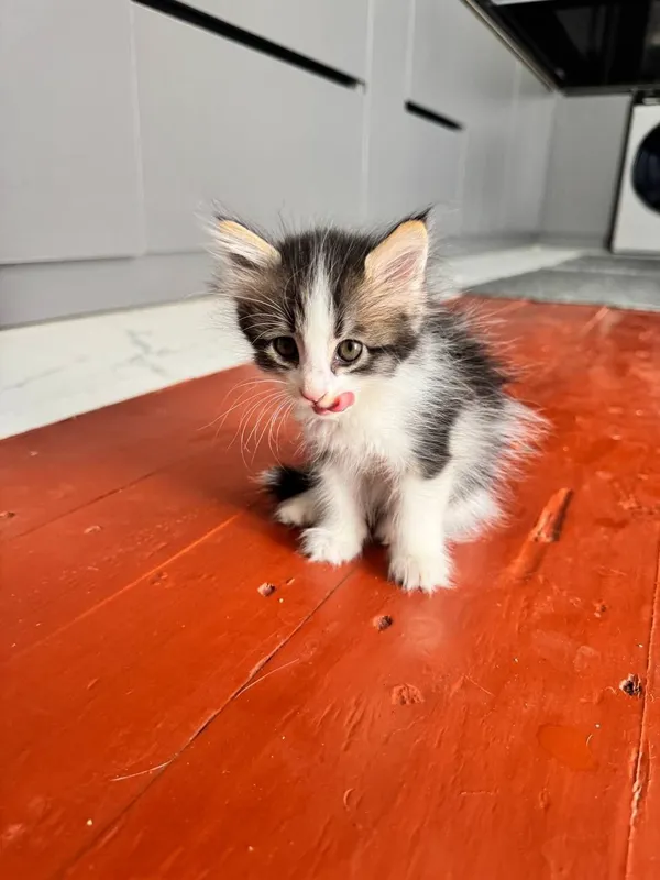Кошка Адам хорошие руки бесплатно 2 мечется читий 2 Кошка Адам хорошие руки бесплатно 2 мечется читий 2
