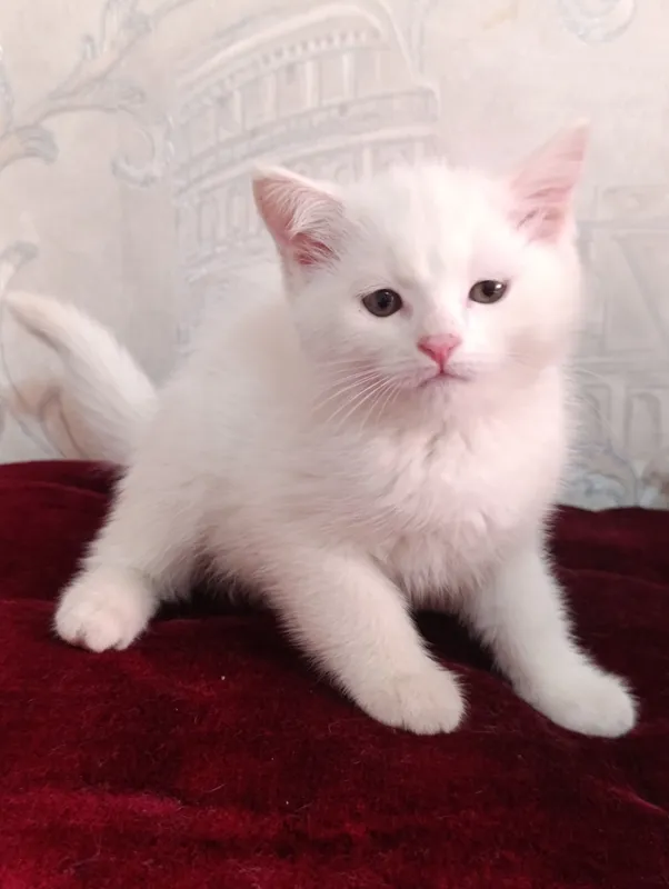 Шотландская кошечка 3