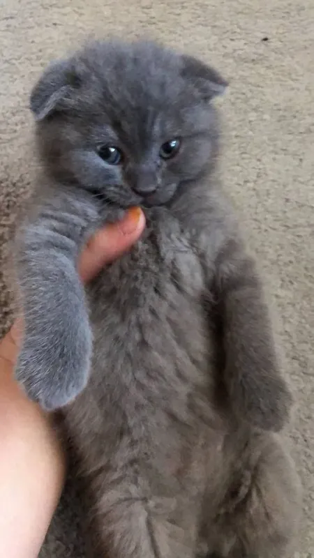 Scottish fold Scottish straight — фото 1