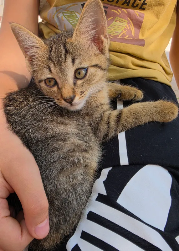 Котёнок даром БЕСПЛАТНО 2 Котёнок даром БЕСПЛАТНО 2