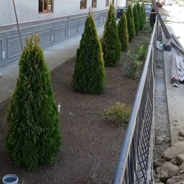 Lanshaf Archa kesish gazon ekish xizmati 3 Lanshaf Archa kesish gazon ekish xizmati 3