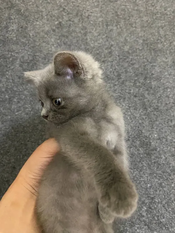 котёнок 1