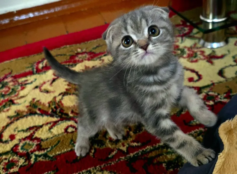 Yalangoch Bilan sehrgar Lazarev Yalangoch ayollarning porno voyeurizmi