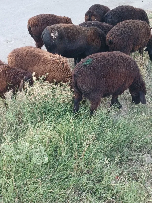 Assalomlekum Qoʻzilar Urgʻochi qoy Qochqor Bogʻoz Qoyla sotiladi 5 Assalomlekum Qoʻzilar Urgʻochi qoy Qochqor Bogʻoz Qoyla sotiladi 5