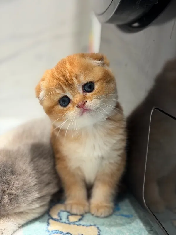 Породистые милые котята — фото 1