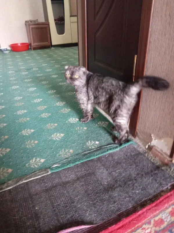 Киска мерлин с пародистим — фото 1