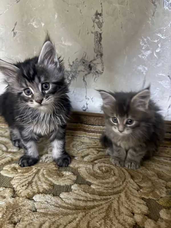Элитные котята Maine Coon от чистокровных родителей 1