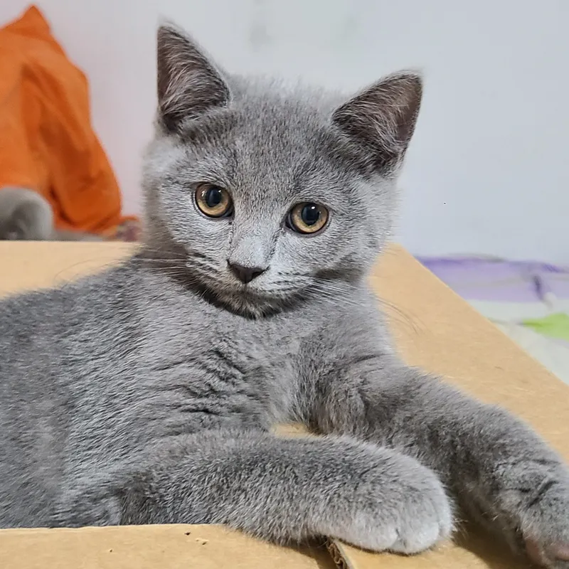 готовы к продаже британские котята — фото 5