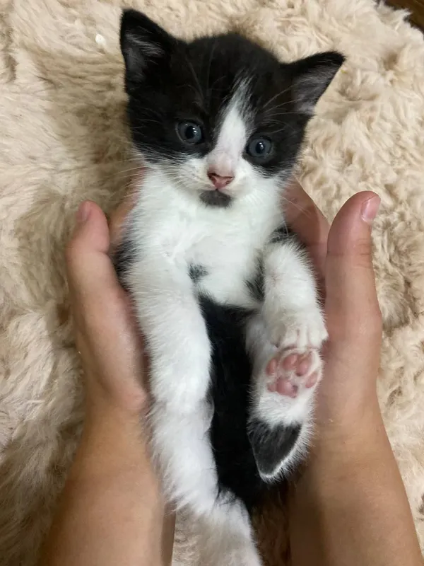 кошка 2 кошка 2