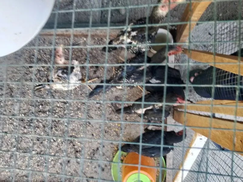 Kulangi jujalar sotiladi soğlom 2 Kulangi jujalar sotiladi soğlom 2