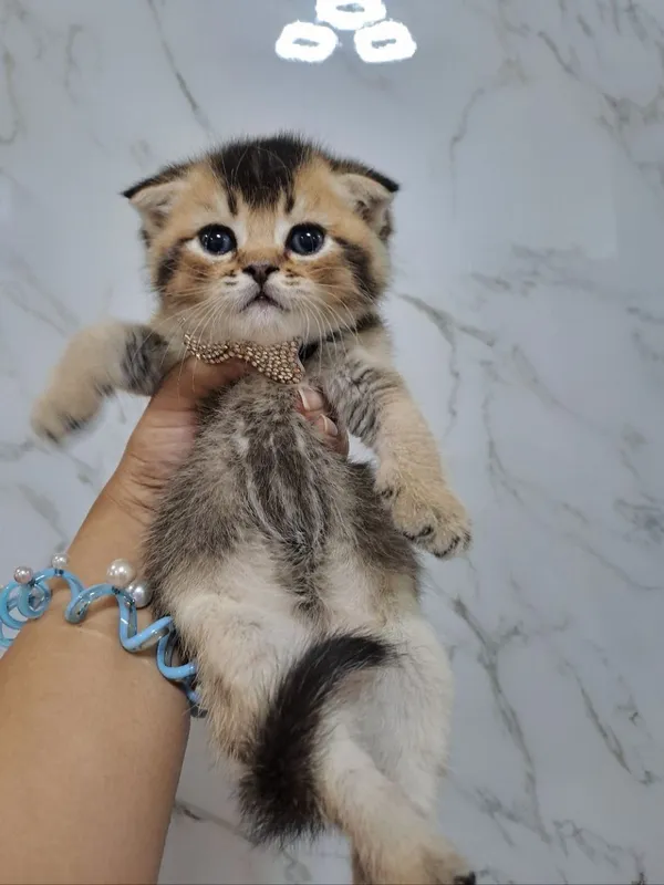 Шикарные котята от правильной вязки — фото 3