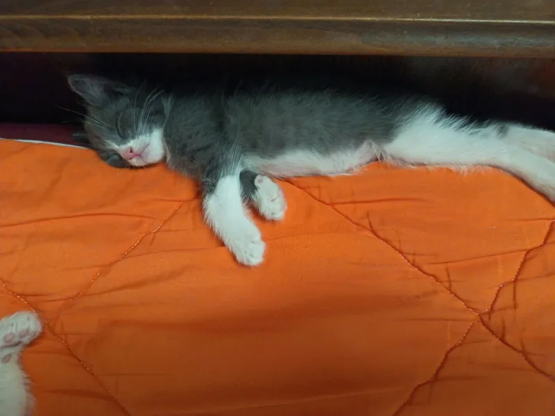 Отдам котят в хорошие руки бесплатно 2
