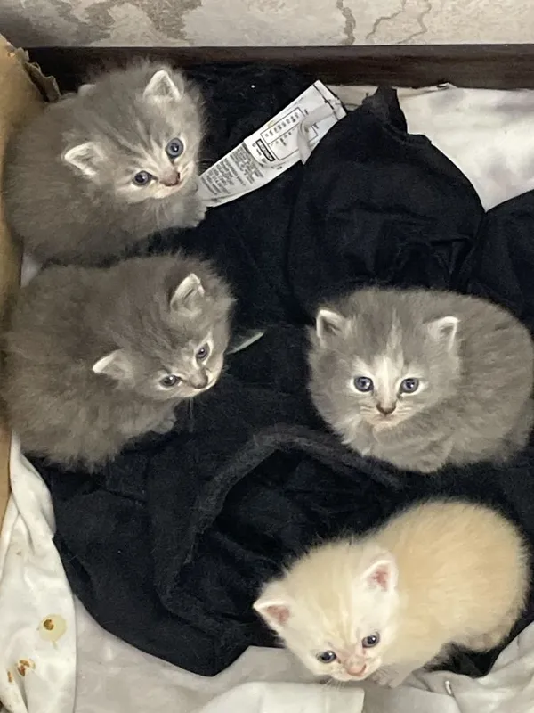 Чистокровные скоттиш страйт котята — фото 1