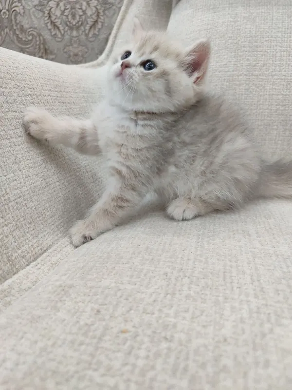 Чистокровные шотландские котята. 7 Чистокровные шотландские котята. 7
