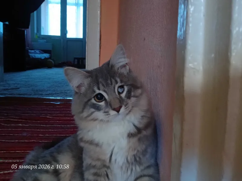 Кот Кеша на вязку 1 Кот Кеша на вязку 1