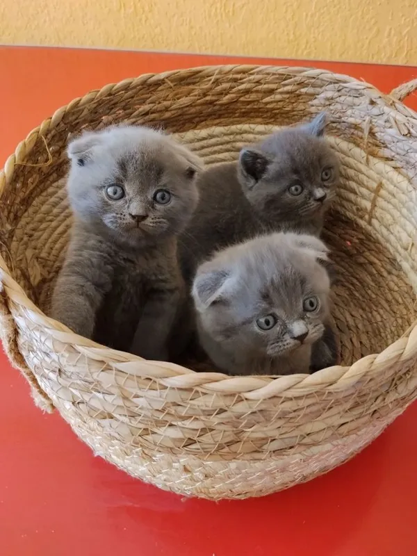 Котята очень игривые 1,5 месяца. Приучены к горшку и едят домашнюю еду — фото 2