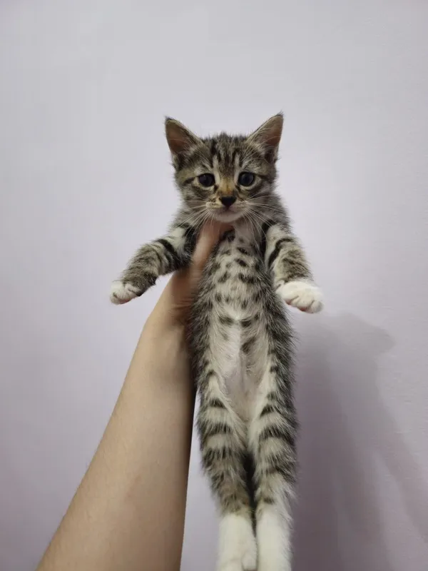 Отдам котят 1,5 месяцев