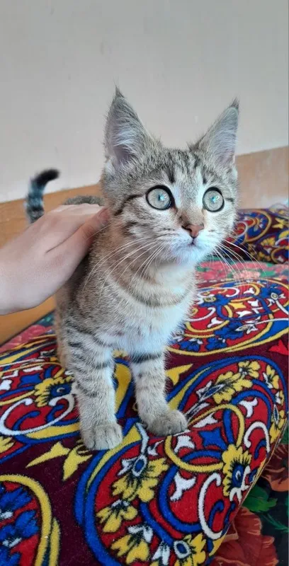 Tezda arzonga sotip yuboramiz.