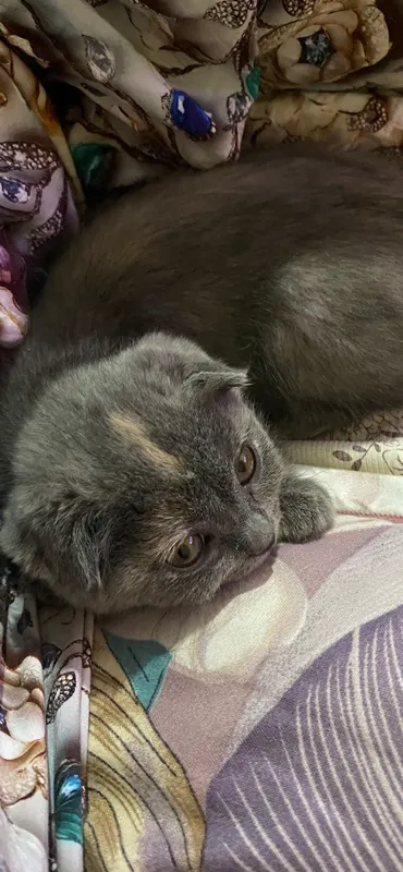 Scottish fold — фото 1 Scottish fold — фото 1