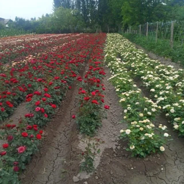 Atirgullar sotiladi tuvakchada роза типлицага екишга козлархам бор — фото 2