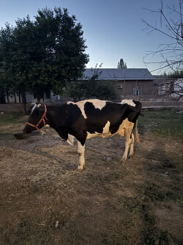 Gunajin sotiladi semental gibrit zottor mol — фото 4