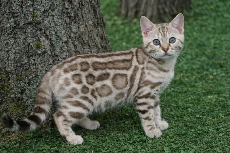 Бенгальские котята 3