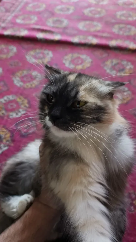 Scottish Fold aralash urg‘ochi mushuk