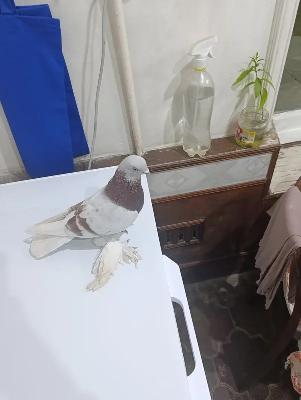 Голуби Кабутар 1 Голуби Кабутар 1