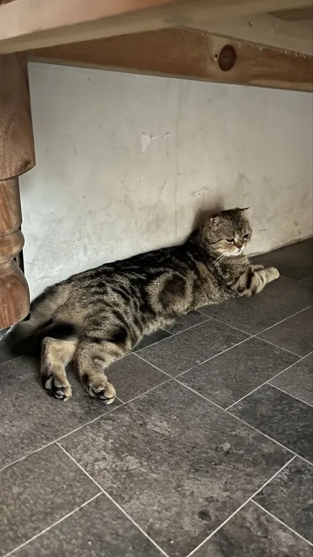 Gold mramor shinshilla scottish fold sotiladi 4 Gold mramor shinshilla scottish fold sotiladi 4