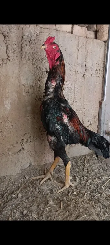 Дакан хуроз сотилади