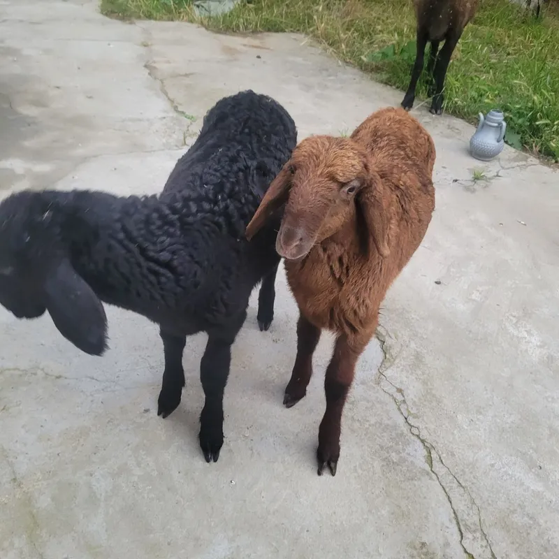 qoy ikta qozichogi bilan ona bola — фото 2
