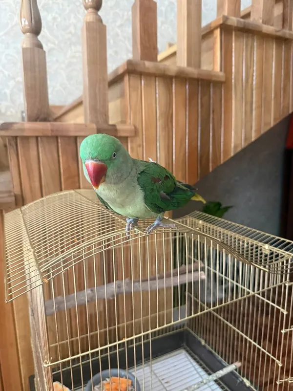 Продам Александрийский попугай 1
