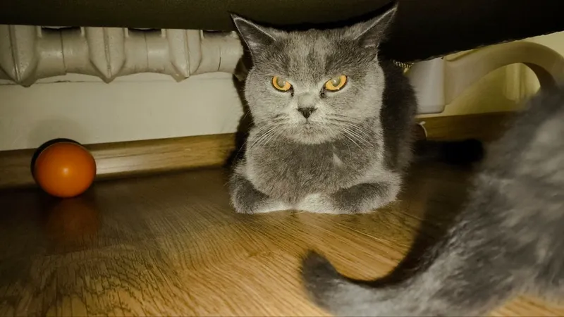 Кошка 5 Кошка 5